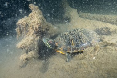 Gölün dibindeki suyun altında kırmızı kulaklı sürgücü.