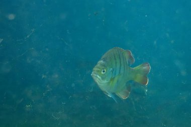 Florida Springs 'in berrak sudaki mavi gagası