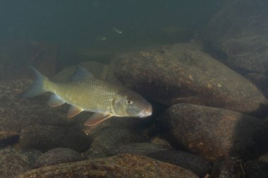 Kayalık bir nehirde yüzen siyah kırmızı at