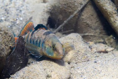Nehir yatağında sergilenen gökkuşağı gözü.