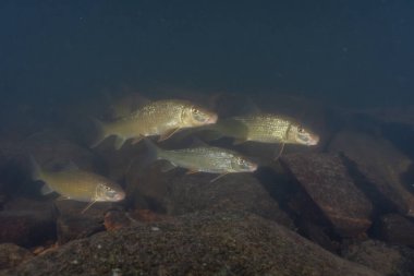 Nehirde yüzen büyük bir siyah kırmızı at sürüsü