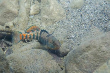 Nehir yatağında sergilenen gökkuşağı gözü.