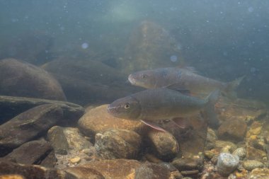 Nehirde iki siyah kırmızı at