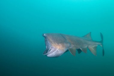 Planktonlarla beslenen, kayıp bir gül gülü olan Amerikan Paddlefish.