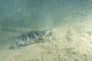 Gölün dibindeki suyun altında kırmızı kulaklı sürgücü.