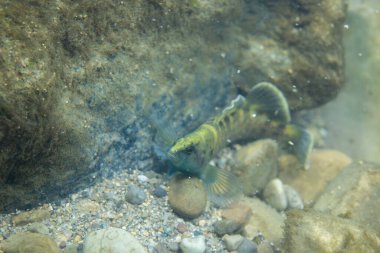 Kayalık bir nehir yatağında sergilenen benekli bir dart.