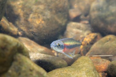 Kayalık bir nehir yatağında yüzen Rosyside Dace