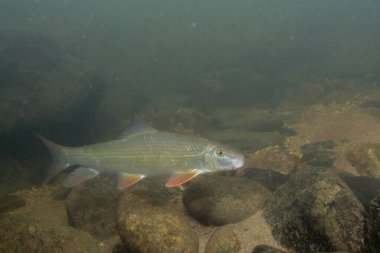 Kayalık bir nehirde yüzen siyah kırmızı at