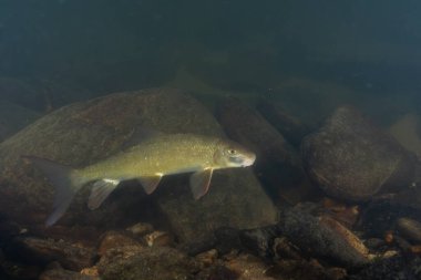 Kayalık bir nehirde yüzen siyah kırmızı at