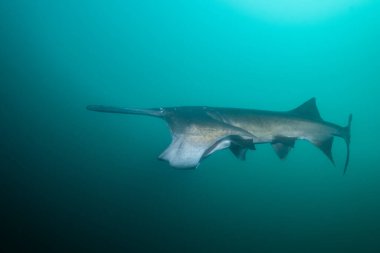 Amerikan kürek balığı gölde planktonla besleniyor.