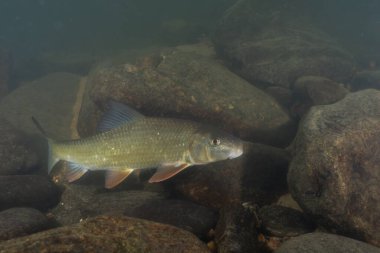 Kayalık bir nehirde yüzen siyah kırmızı at
