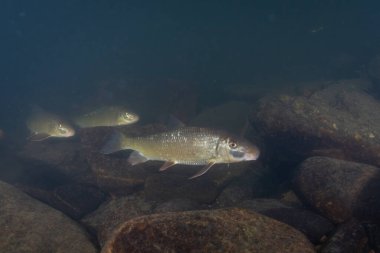 Nehirde üç siyah kırmızı at