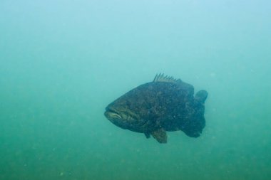 Meraklı küçük ağızlı levrek dalgıcı kontrol ediyor.
