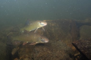 Kayalık bir nehirde yüzen iki siyah kırmızı at.