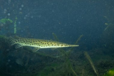 Florida garı gizli ve karanlık sularda yüzüyor 