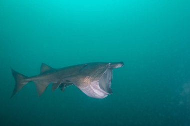 Planktonla beslenen kırık gül trombozlu Amerikan Paddlefish.