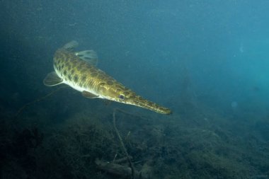 Florida garının temiz sudaki yan görüntüsü.