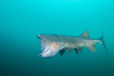 Planktonlarla beslenen, kayıp bir gül gülü olan Amerikan Paddlefish.