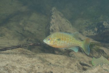 Kumlu bir nehirde kızıla boyanmış güneş balığı