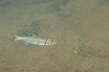 Nehirde yüzen Warpaint parlatıcısı