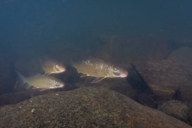 Kayalık nehirde üç siyah kırmızı at