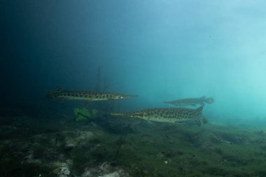 Florida 'nın büyük okulu açık baharda