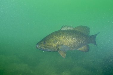 Meraklı küçük ağızlı levrek dalgıcı kontrol ediyor.
