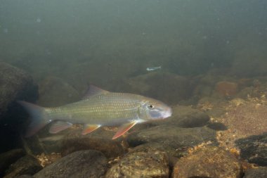 Kayalık bir nehirde yüzen siyah kırmızı at