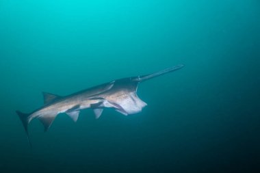 Amerikan kürek balığı gölde planktonla besleniyor.