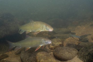 Kayalık bir nehirde yüzen iki siyah kırmızı at.
