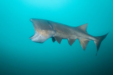 Planktonlarla beslenen, kayıp bir gül gülü olan Amerikan Paddlefish.