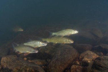 Nehirde büyük bir kırmızı at sürüsü
