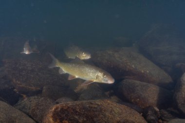Nehirde büyük bir kırmızı at sürüsü