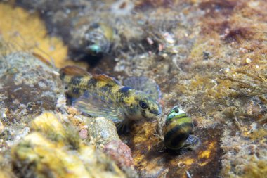 Nehir yosunu dartı kayalık bir nehir yatağında sergileniyor