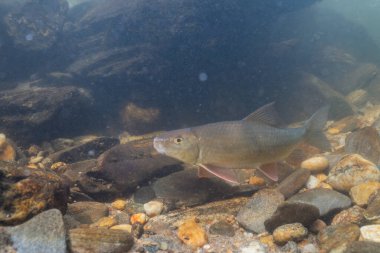 Kayalık bir nehirde yüzen siyah kırmızı at