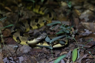 Ormanda dolaşan çıngıraklı yılan.