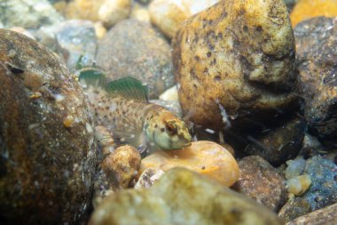 Yeşil yüzgeçli darter kayalık bir nehir yatağında sergileniyor.