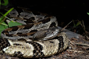 Timber çıngıraklı yılan pusuda bekliyor.