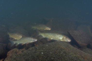 Nehirde yüzen siyah kırmızı at sürüsü