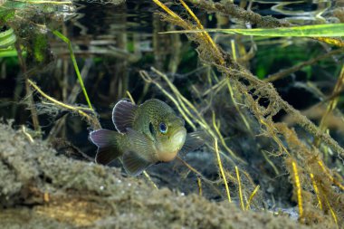 Su bitkileriyle çevrili benekli güneş balıkları. 