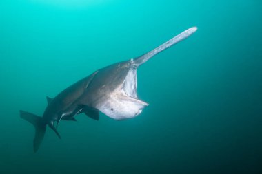 Amerikan kürek balığı gölde planktonla besleniyor.
