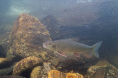 Kayalık bir nehirde yüzen siyah kırmızı at
