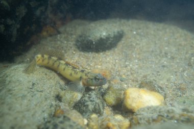 Fantail darter nehir yatağında sergileniyor
