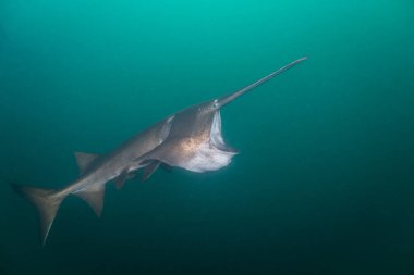 Amerikan kürek balığı gölde planktonla besleniyor.