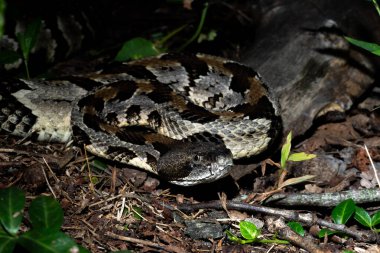 Timber çıngıraklı yılan pusuda bekliyor.