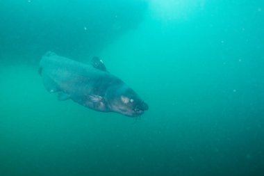 Gölde yüzen mavi yayın balığı