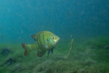 Florida Springs 'in berrak sudaki mavi gagası