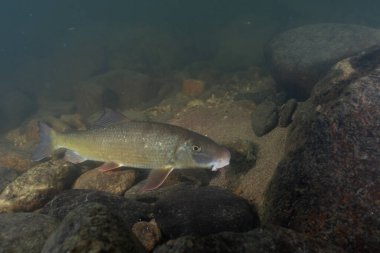 Kayalık bir nehirde yüzen siyah kırmızı at