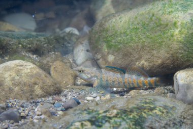 Gökkuşağı gözü Nehir yatağında beliriyor