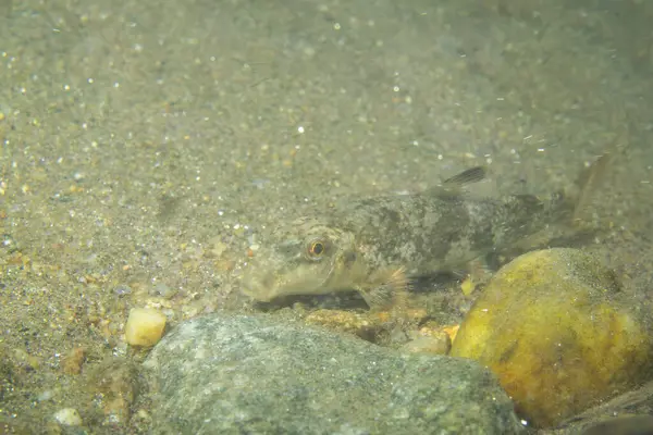 Kuzeyli hogsucker nehir yatağında